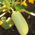 A2 1st Karen Bittner - miniature white cucumber